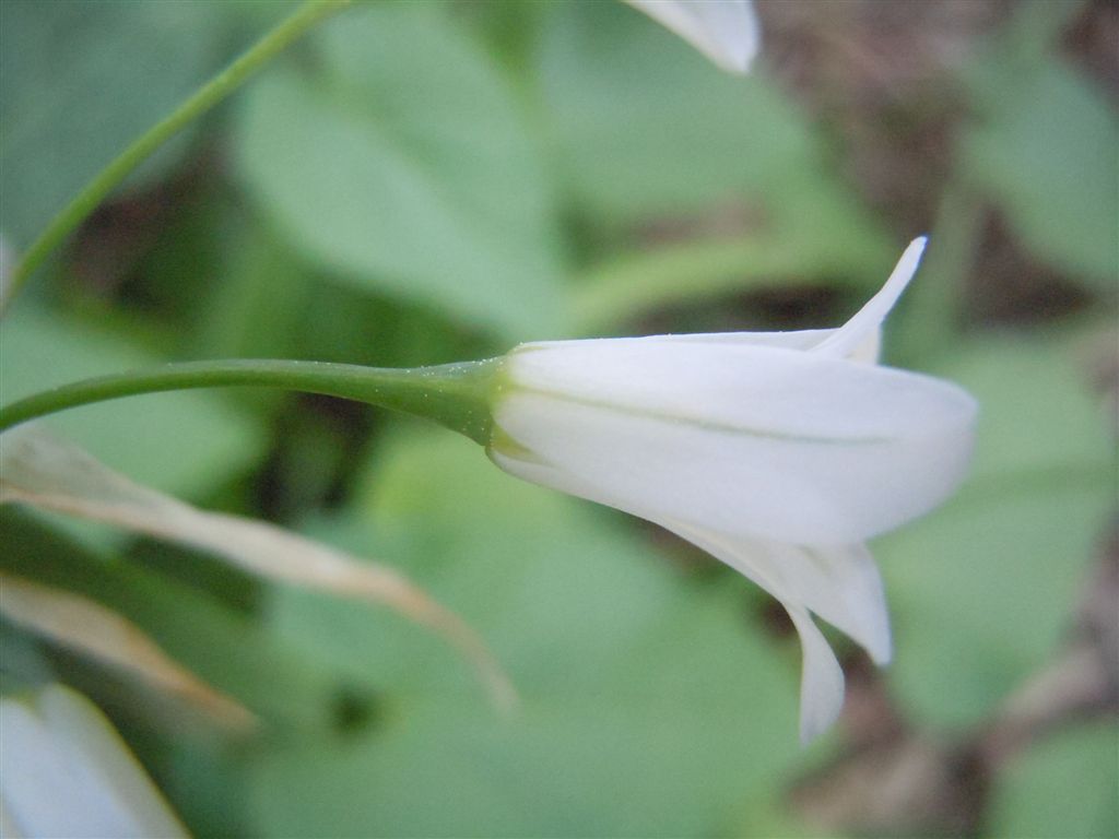 Fiorellini bianchi - Allium triquetrum L.